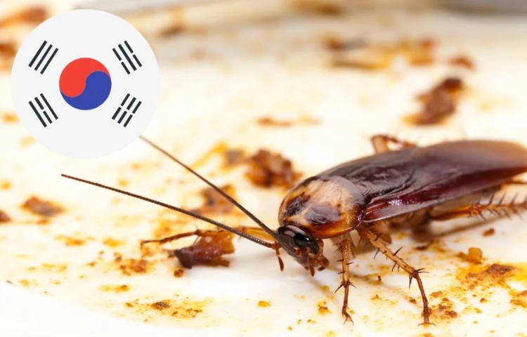 Mujer intenta matar cucaracha, incendia edificio y causa muerte de vecina en Corea
