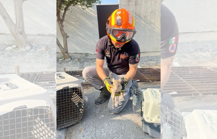 Pecarí bebé tiene tierno reencuentro con su familia tras caer a alcantarilla en Guadalupe