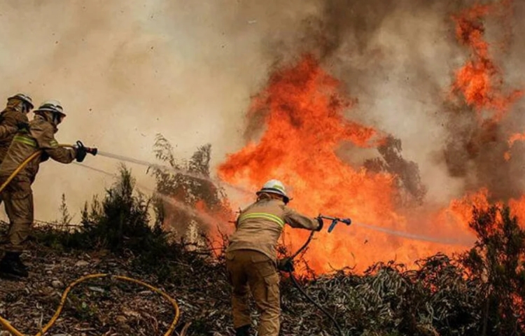 Cómo prevenir incendios forestales y proteger las áreas naturales