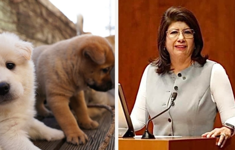 Senadora admite sacrificio de 10 mil perros callejeros